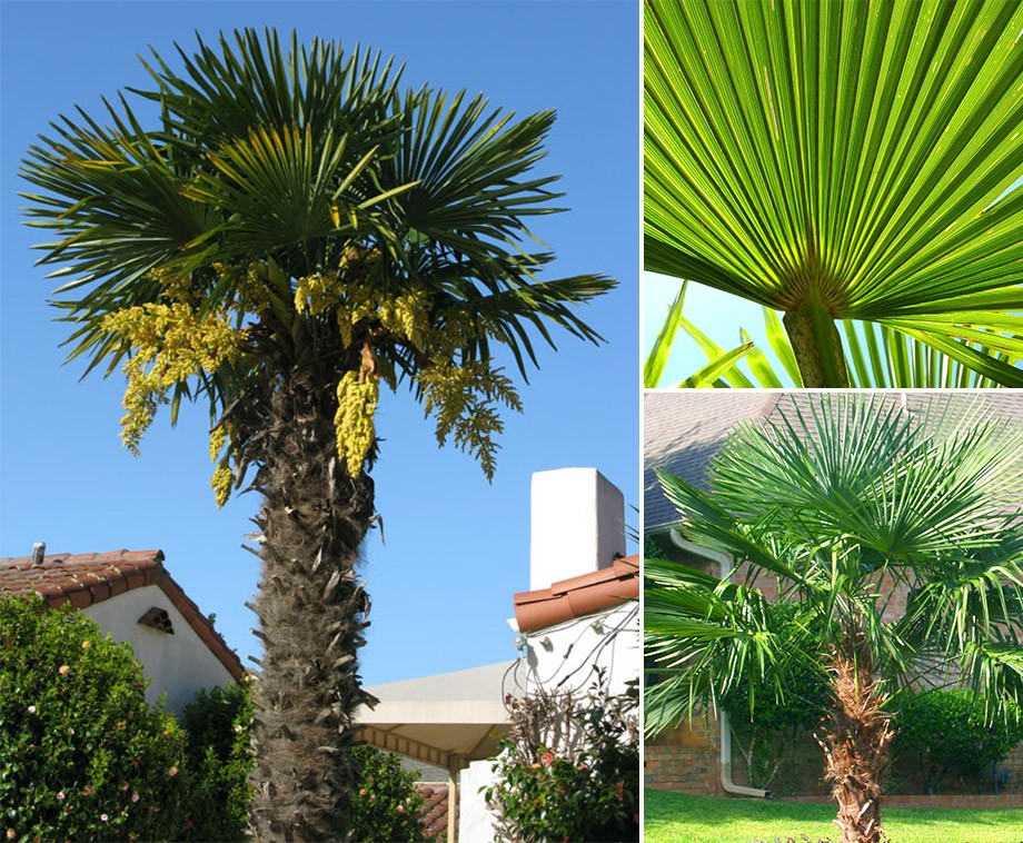 Aziatische Waaierpalm Extreem Winterhard Tropische Palmboom Voor In